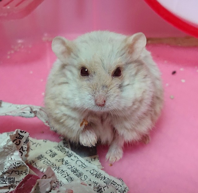 f:id:whitewolf-hiromi:20190126163645j:image f:id:whitewolf-hiromi:20190126163645j:image