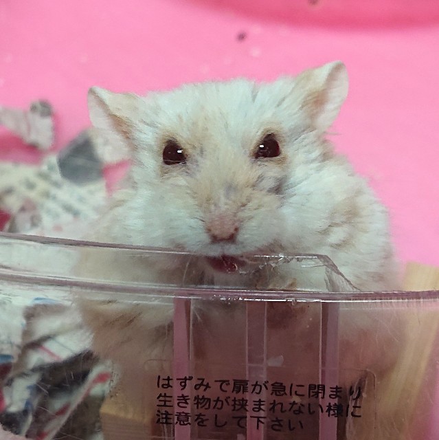 f:id:whitewolf-hiromi:20190126170700j:image f:id:whitewolf-hiromi:20190126170700j:image