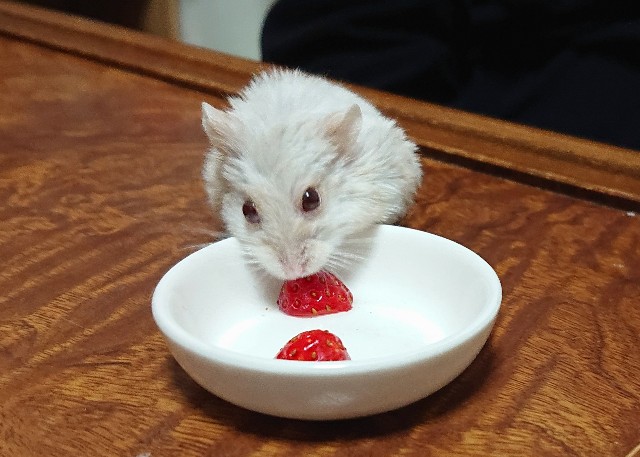 f:id:whitewolf-hiromi:20190214220024j:image f:id:whitewolf-hiromi:20190214220024j:image