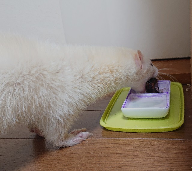 f:id:whitewolf-hiromi:20190214220141j:image f:id:whitewolf-hiromi:20190214220141j:image