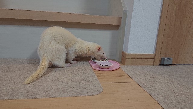 f:id:whitewolf-hiromi:20190404214912j:image f:id:whitewolf-hiromi:20190404214912j:image
