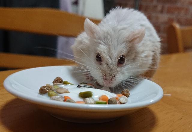 f:id:whitewolf-hiromi:20190404215036j:image f:id:whitewolf-hiromi:20190404215036j:image