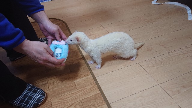 f:id:whitewolf-hiromi:20190404215435j:image f:id:whitewolf-hiromi:20190404215435j:image