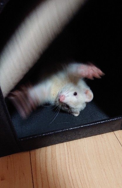 f:id:whitewolf-hiromi:20190404220321j:image f:id:whitewolf-hiromi:20190404220321j:image