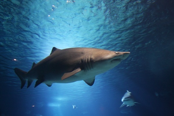shark-220748_640.jpg
