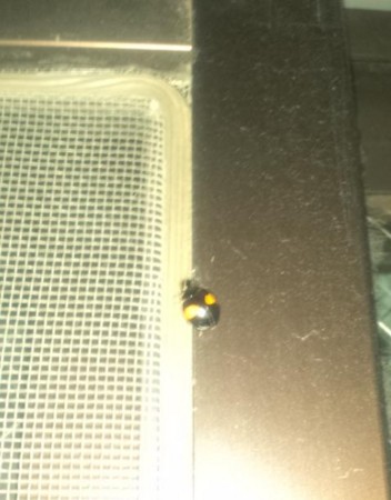 f:id:whitypig:20110624222518j:image