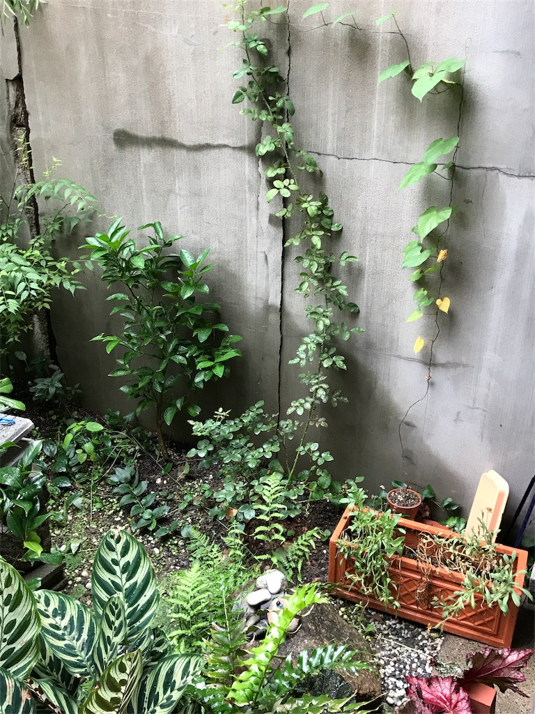 f:id:wholetreatdays:20170815160947j:image f:id:wholetreatdays:20170815160947j:image