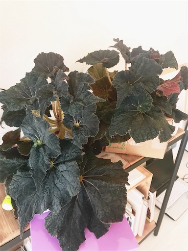 f:id:wholetreatdays:20181206131546j:image