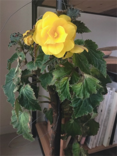 f:id:wholetreatdays:20181206131643j:image