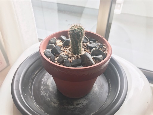 f:id:wholetreatdays:20181206131722j:image