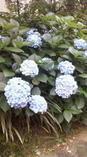 f:id:why-newton:20080624231214j:image:right