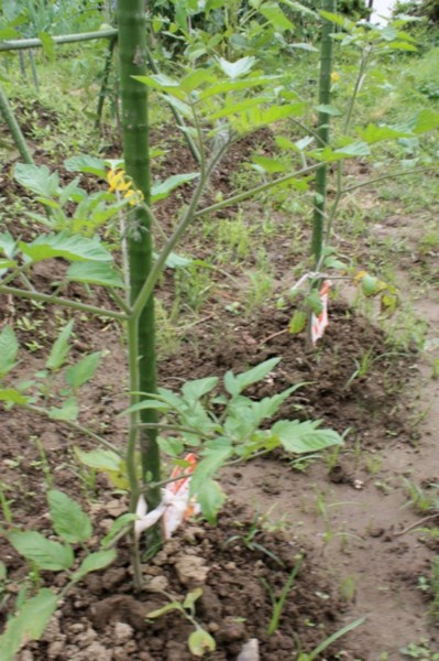 f:id:whynot:20110618202713j:image f:id:whynot:20110618202713j:image