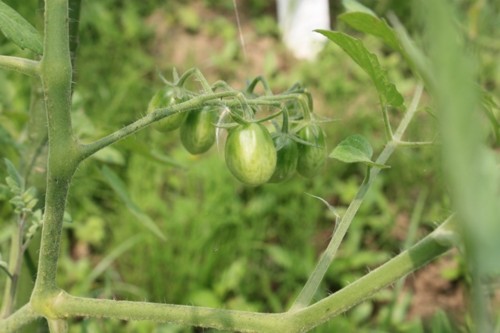 f:id:whynot:20110709030544j:image f:id:whynot:20110709030544j:image