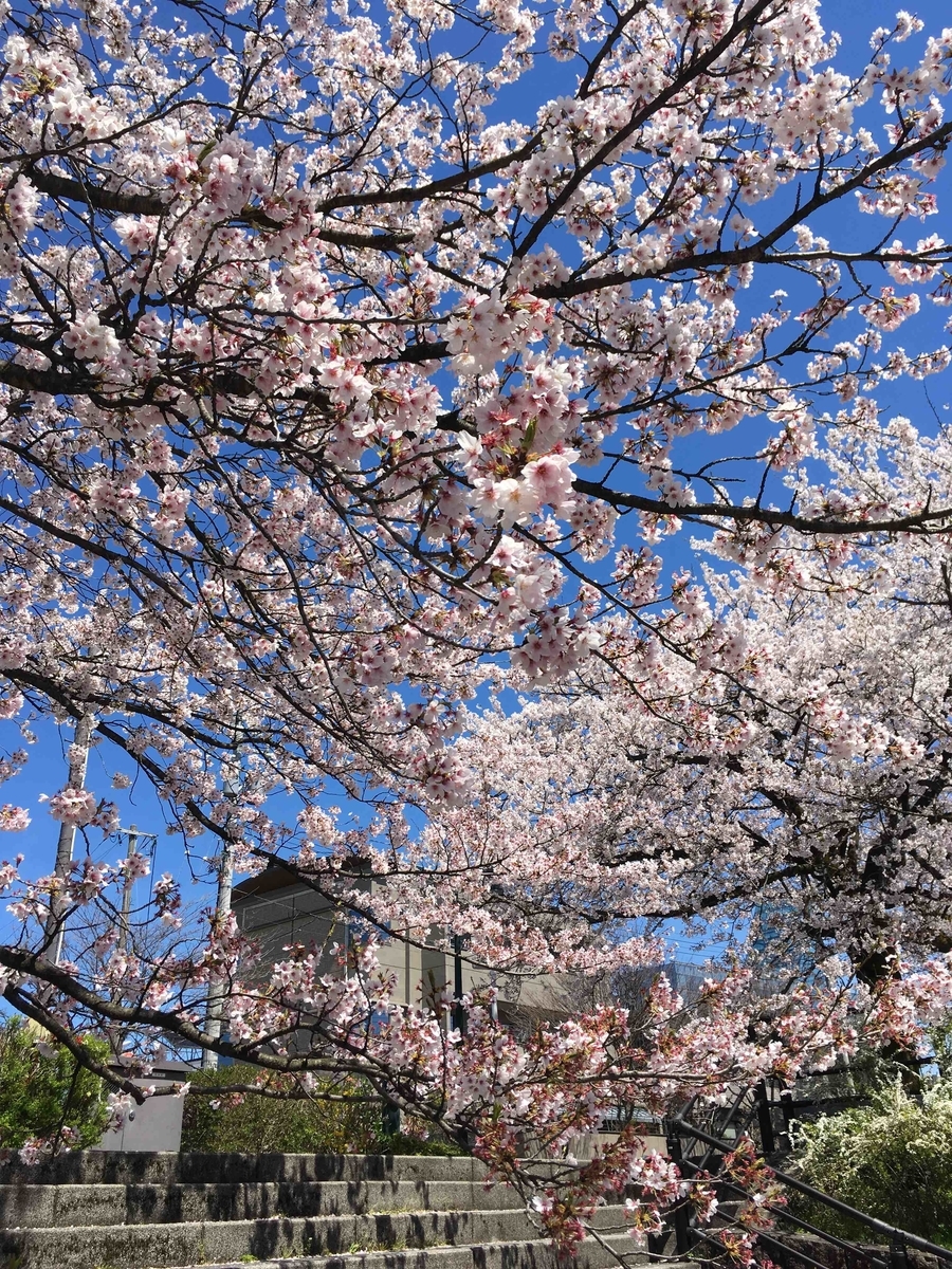 f:id:wichitea:20190415152909j:plain