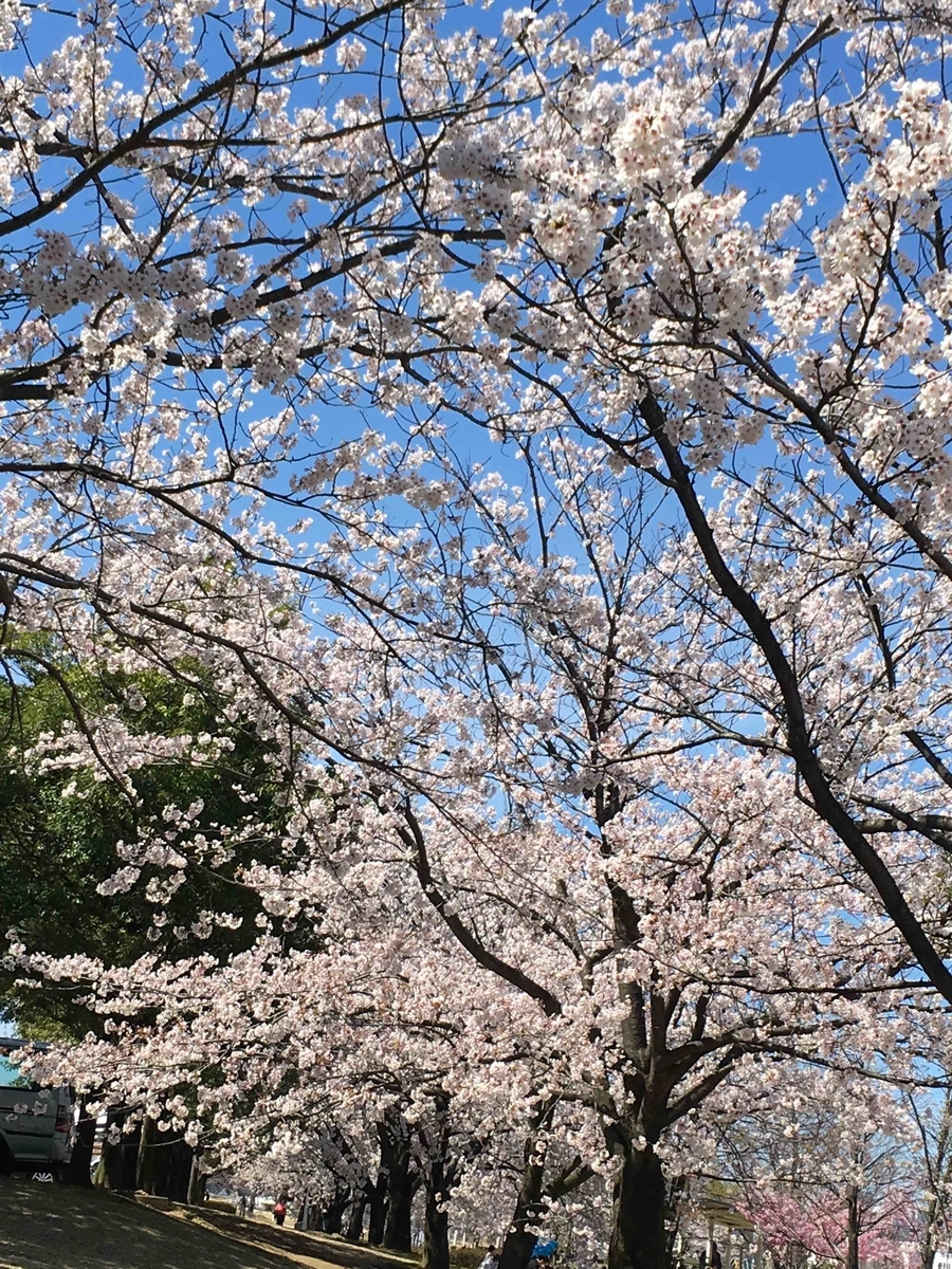 f:id:wichitea:20190415230747j:plain