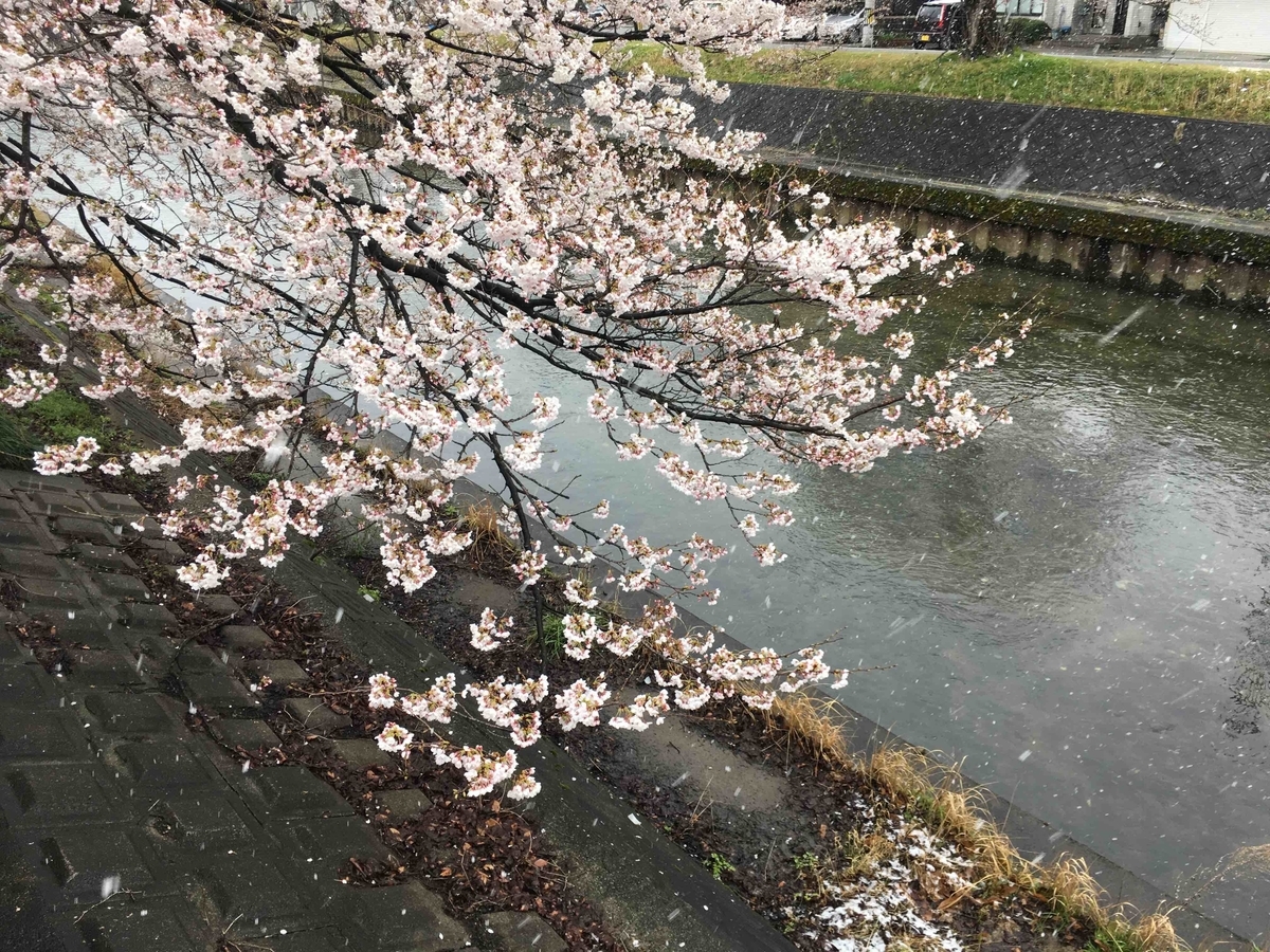 f:id:wichitea:20190415230755j:plain