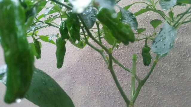 f:id:wide-tree:20160712001441j:image f:id:wide-tree:20160712001441j:image