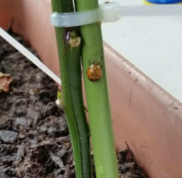 f:id:wide-tree:20160727080904j:image