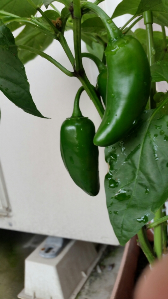 f:id:wide-tree:20160727082549j:plain