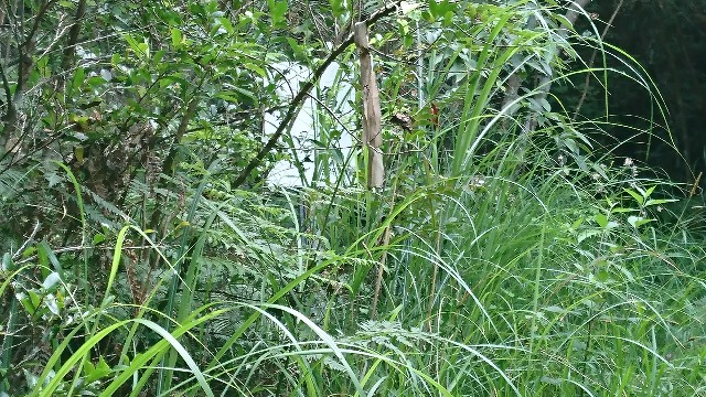 f:id:wide-tree:20170718074656j:image f:id:wide-tree:20170718074656j:image