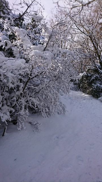 f:id:wide-tree:20180204232505j:image f:id:wide-tree:20180204232505j:image