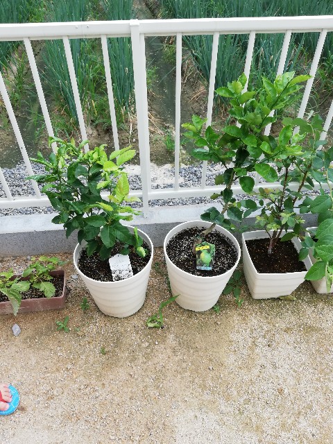 f:id:wide-tree:20190804140019j:image