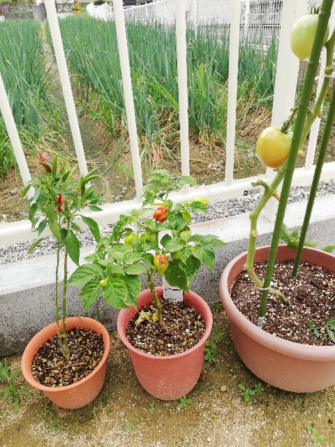 f:id:wide-tree:20190804140052j:image