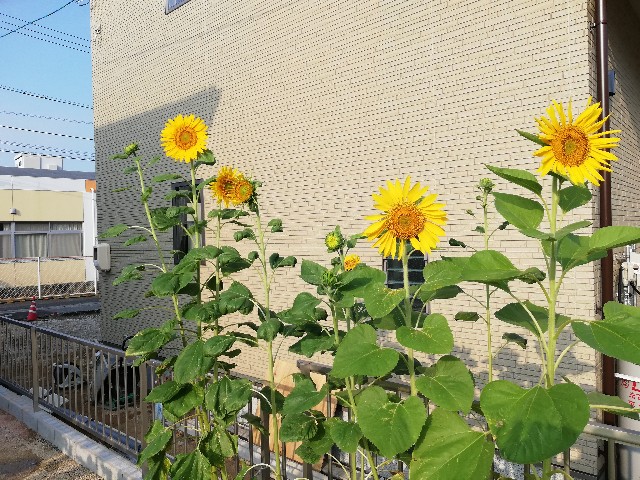 f:id:wide-tree:20190804235724j:image
