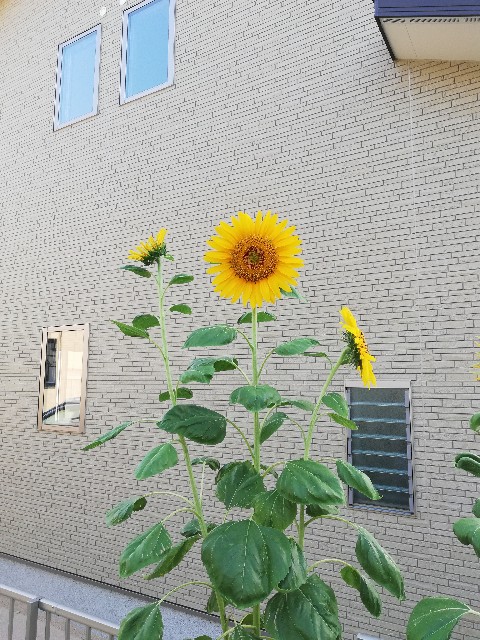 f:id:wide-tree:20190804235738j:image