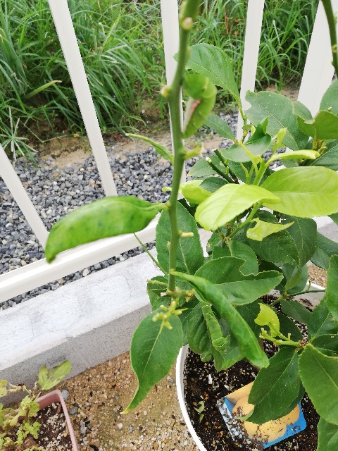 f:id:wide-tree:20190810233431j:image