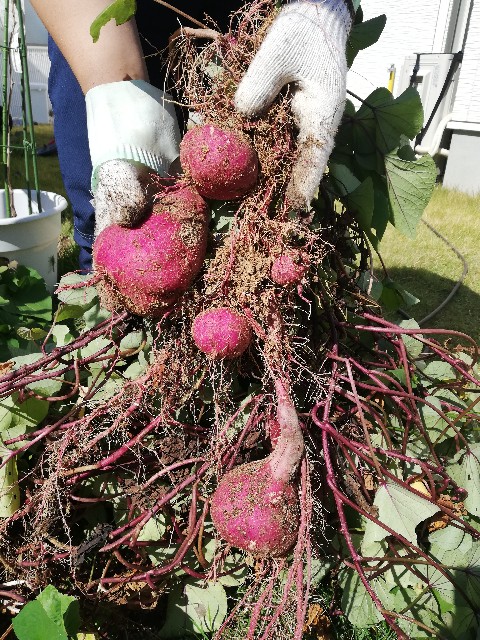 f:id:wide-tree:20201018222453j:image