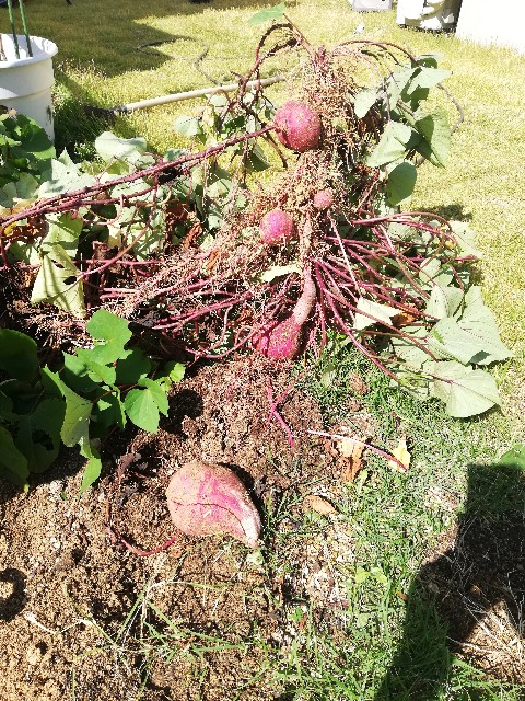 f:id:wide-tree:20201018222623j:image