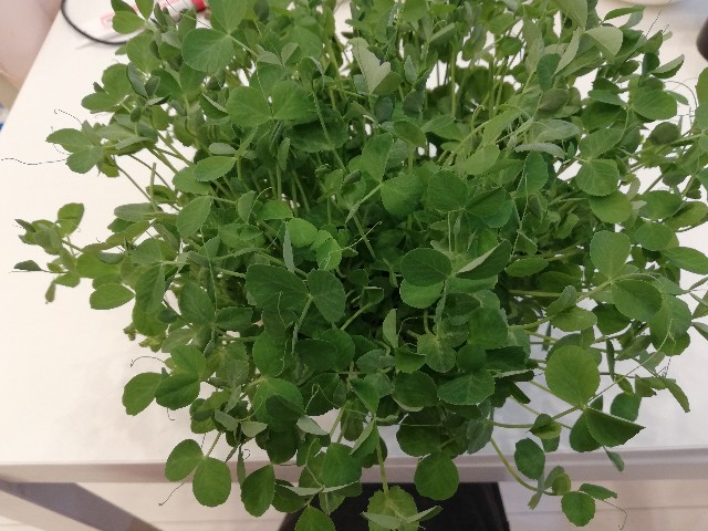 f:id:wide-tree:20201019231133j:image