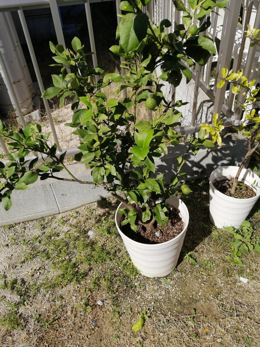 f:id:wide-tree:20211018215104j:plain