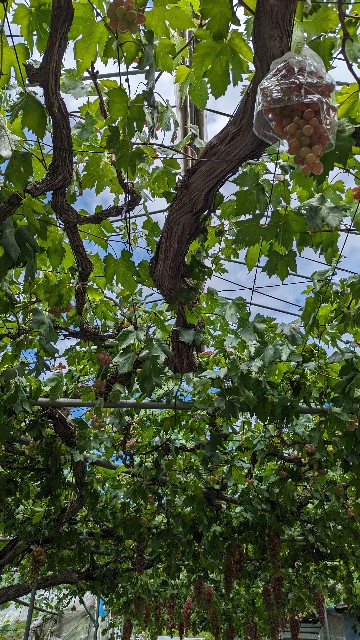 f:id:wide-tree:20230907200408j:image f:id:wide-tree:20230907200408j:image