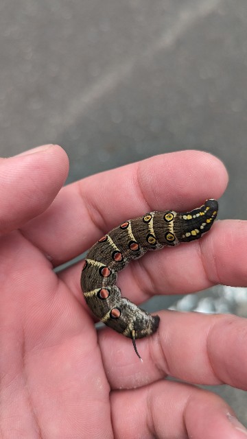 f:id:wide-tree:20230907200558j:image f:id:wide-tree:20230907200558j:image