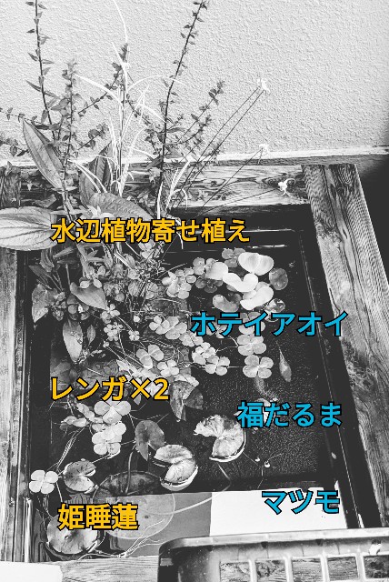 f:id:wifeofvillon:20200731075425j:plain f:id:wifeofvillon:20200731075425j:plain