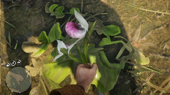 レッドデッドリデンプション2の植物採取