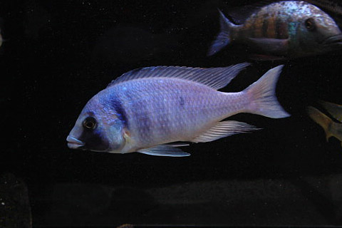 f:id:wild-o-blue:20180118213531j:plain f:id:wild-o-blue:20180118213531j:plain