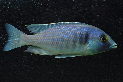 f:id:wild-o-blue:20180118213847j:plain f:id:wild-o-blue:20180118213847j:plain