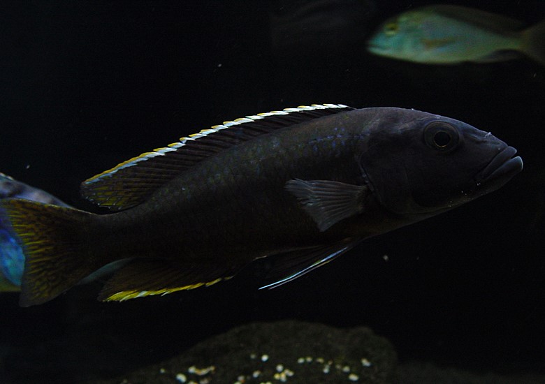 f:id:wild-o-blue:20180121070440j:plain