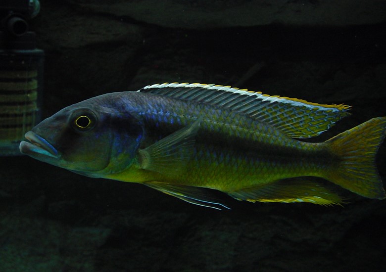 f:id:wild-o-blue:20180121070444j:plain