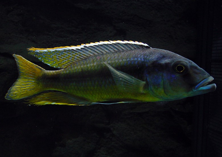 f:id:wild-o-blue:20180121070447j:plain