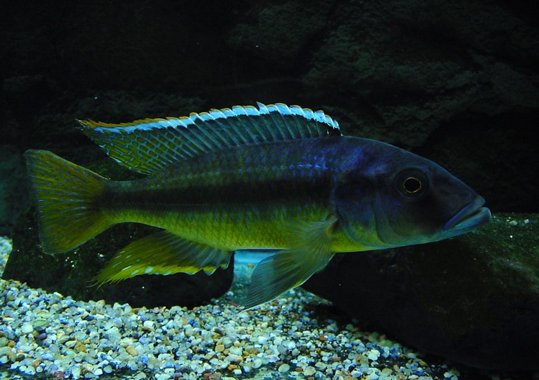 f:id:wild-o-blue:20180121070450j:plain