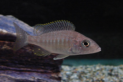 f:id:wild-o-blue:20180122051731j:plain