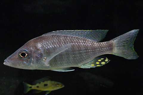 f:id:wild-o-blue:20180122051742j:plain