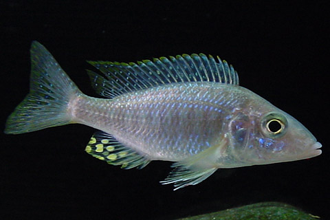 f:id:wild-o-blue:20180122051747j:plain