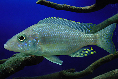 f:id:wild-o-blue:20180122051750j:plain