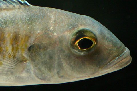 f:id:wild-o-blue:20180204192705j:plain f:id:wild-o-blue:20180204192705j:plain