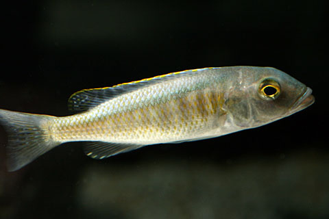 f:id:wild-o-blue:20180204192707j:plain f:id:wild-o-blue:20180204192707j:plain